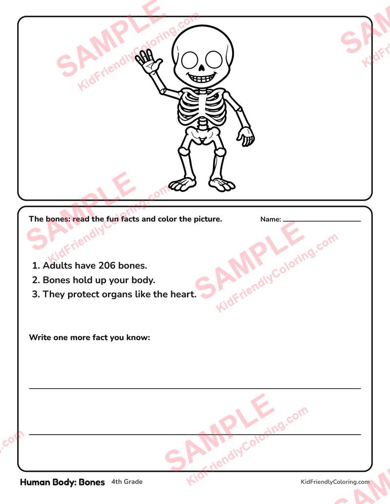 Human Body: Bones coloring page preview