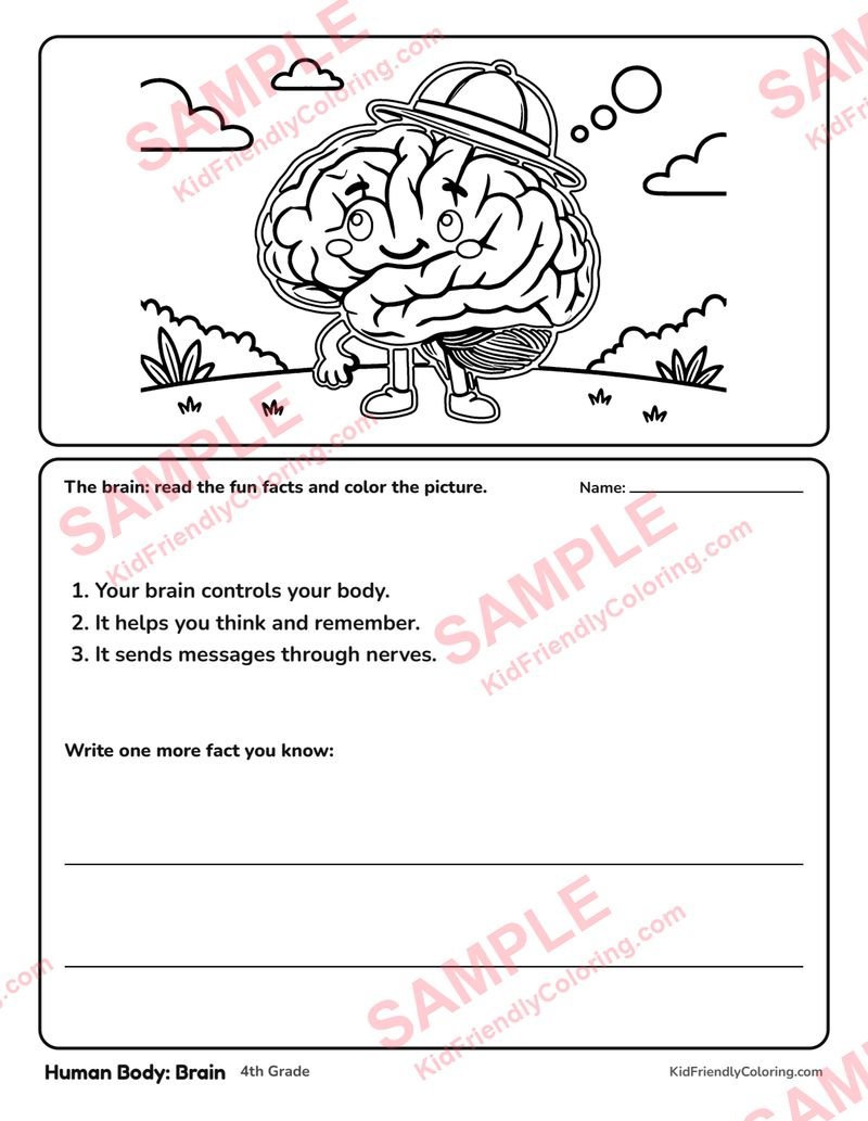 Human Body: Brain coloring page preview