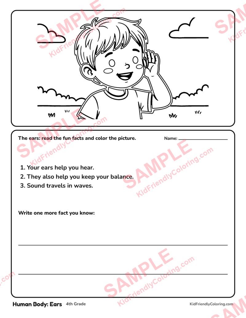 Human Body: Ears coloring page preview