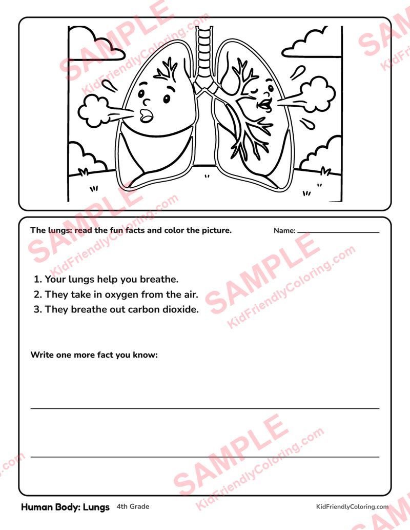 Human Body: Lungs coloring page preview