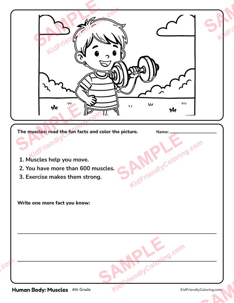 Human Body: Muscles coloring page preview