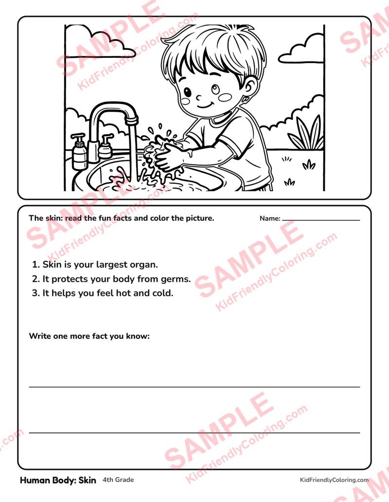 Human Body: Skin coloring page preview
