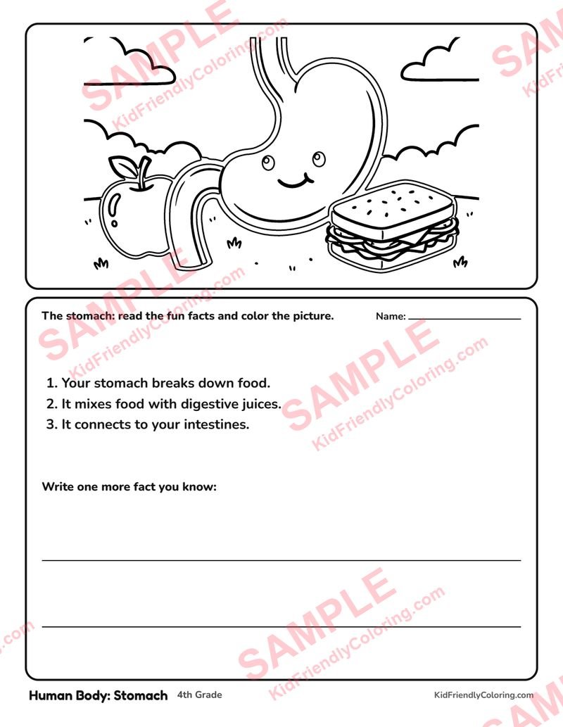 Human Body: Stomach coloring page preview