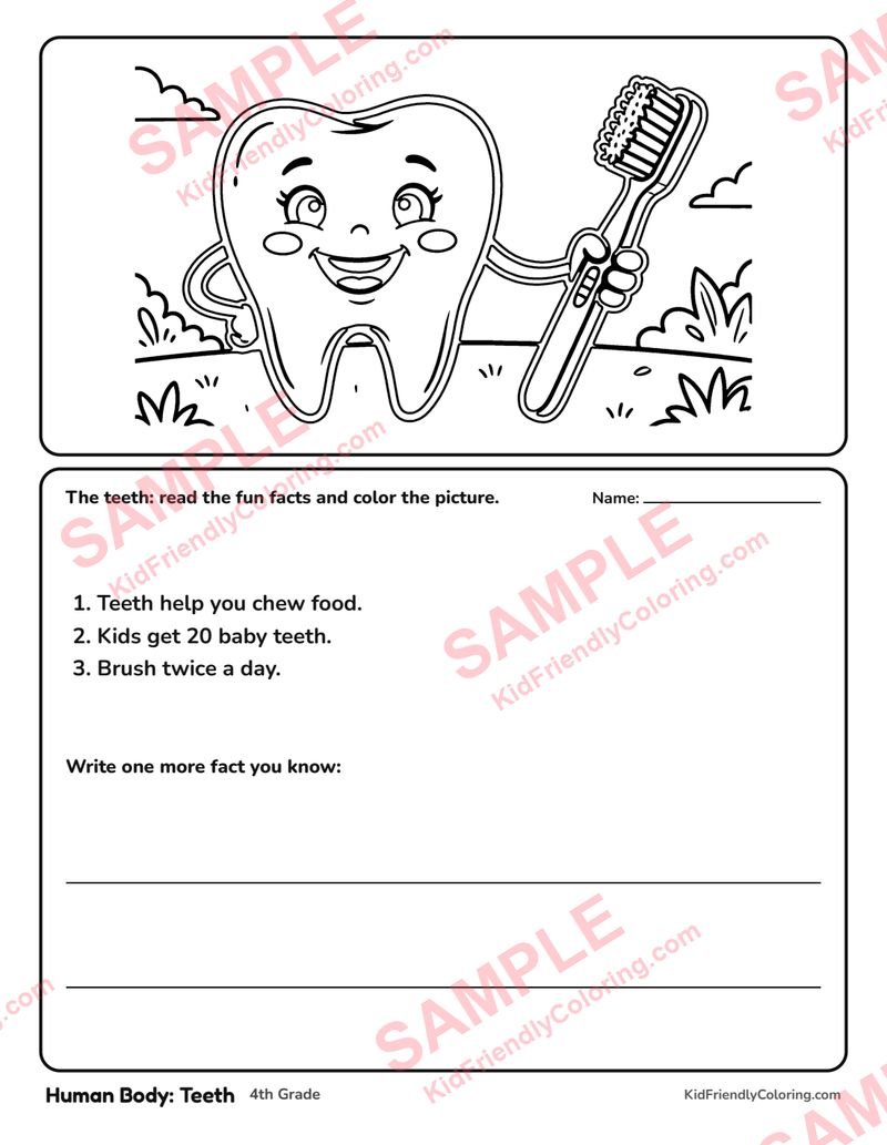 Human Body: Teeth coloring page preview
