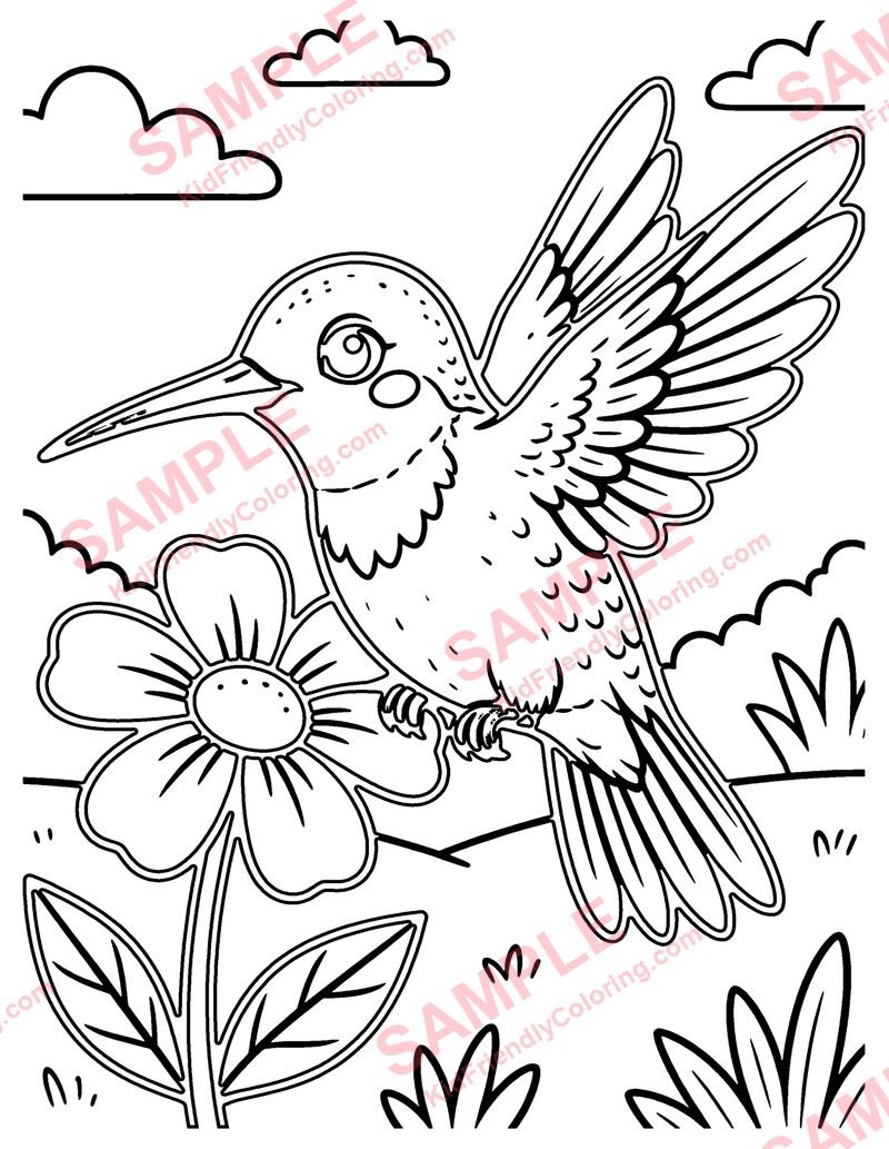 Hummingbird coloring page preview
