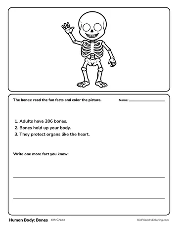 Human Body: Bones coloring page