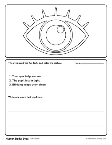 Human Body: Eyes coloring page