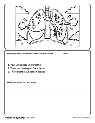 Human Body: Lungs coloring page