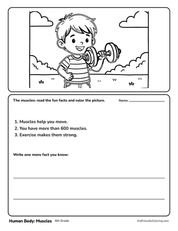 Human Body: Muscles coloring page