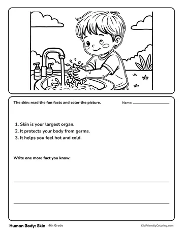Human Body: Skin coloring page
