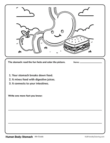 Human Body: Stomach coloring page