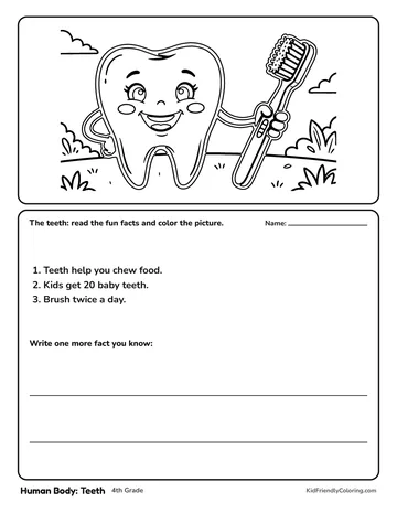 Human Body: Teeth coloring page