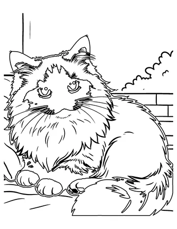 Ragdoll Cat coloring page